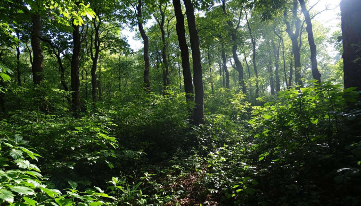 Comment la gestion durable influence-t-elle la santé des forêts ?
